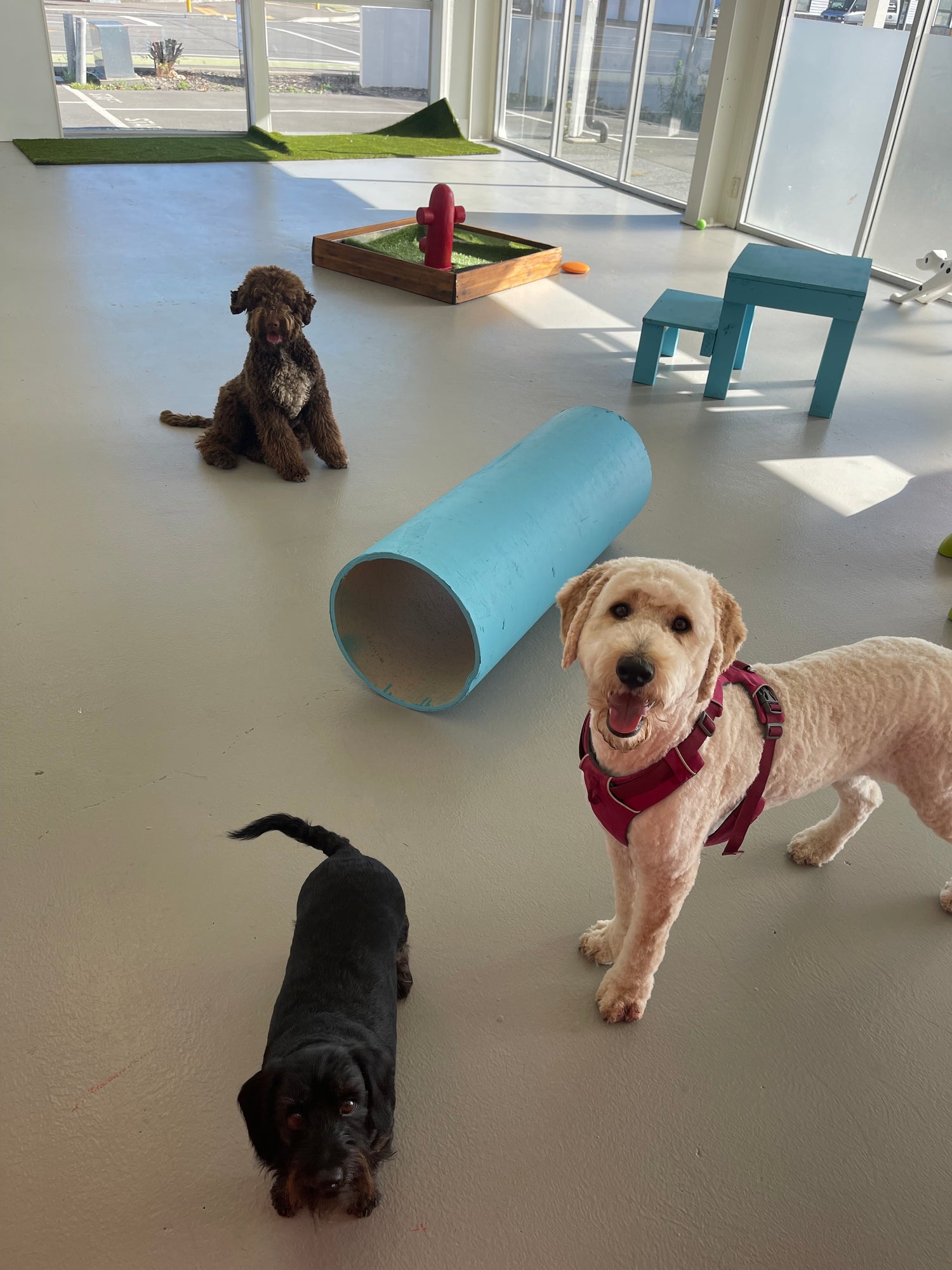 Three Dogs playing in a daycare environment