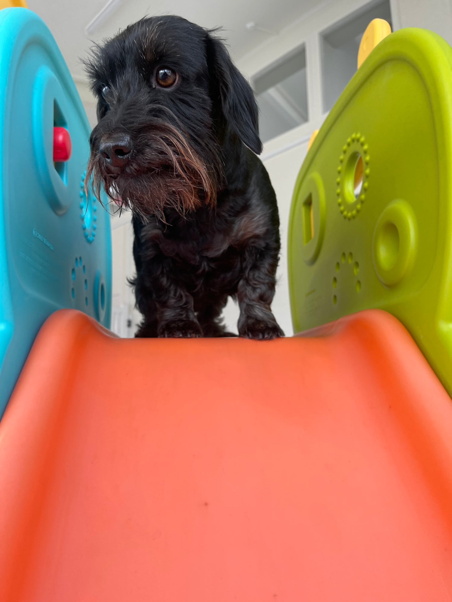 Dog at the top of a play slide