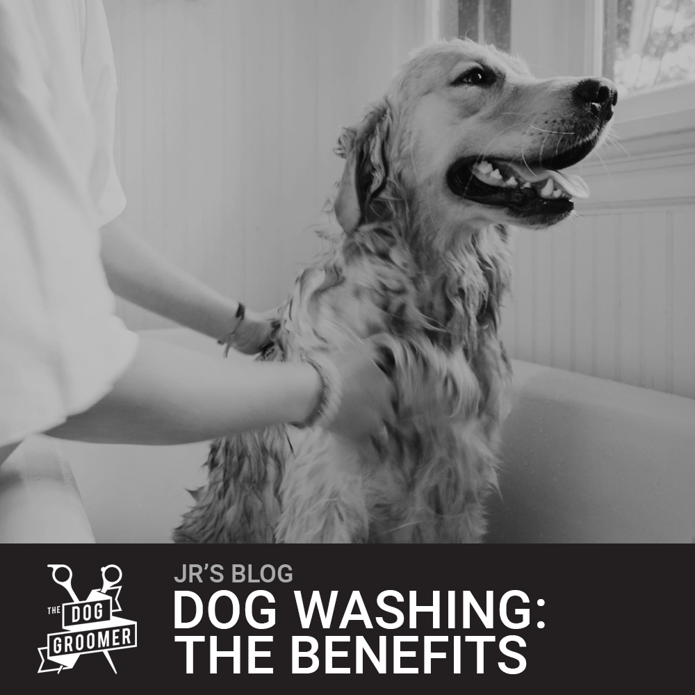 The Importance Of Washing Your Dog