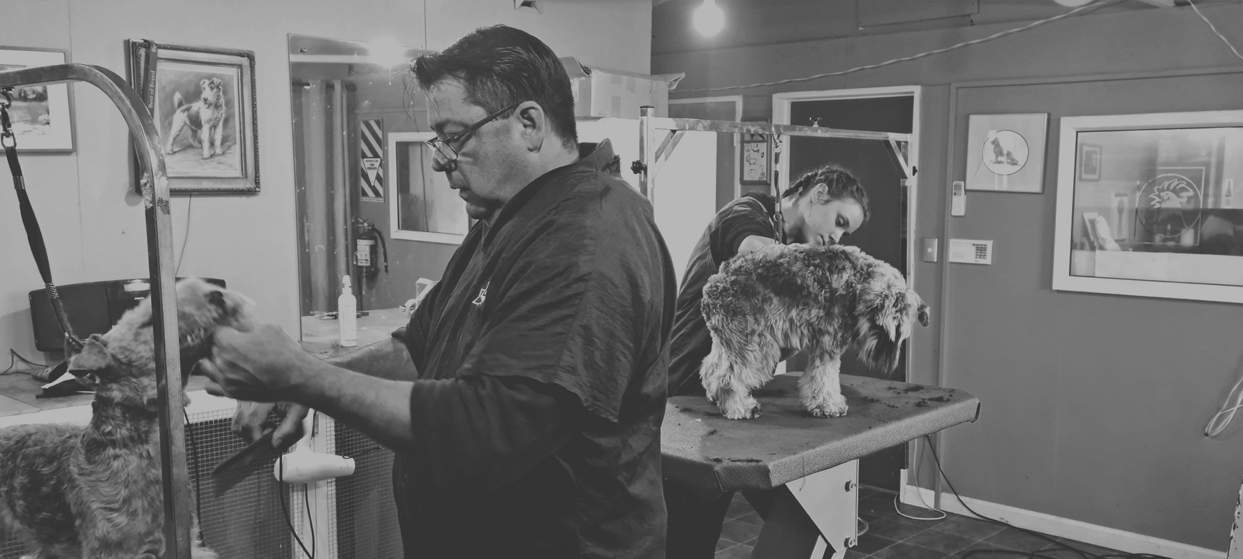 The Dog Groomer Academy